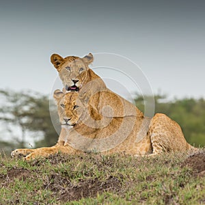 Two Lionesses Portrait