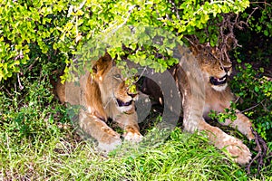 Two lionesses rest in the shade of bush