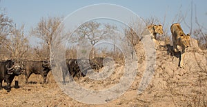 Two lionesses running away from a herd of angry buffalo. photo