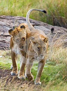 Two lionesses in the Savannah. National Park. Kenya. Tanzania. Masai Mara. Serengeti.