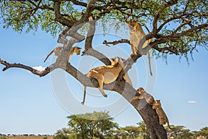 Two lionesses and three cubs in tree
