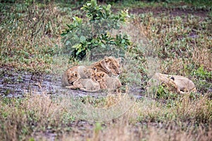 Two lionesses and three small cubs photo