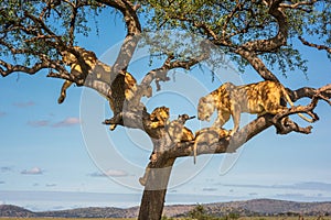 Two lionesses in tree with four cubs