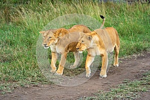 Two lionesses walk across dirt track side-by-side