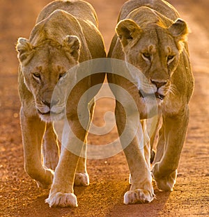 Two lionesses walking on the road in the national park. Kenya. Tanzania. Maasai Mara. Serengeti.