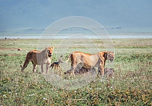 Two lionesses with a zebra-pray ate up a lot and pulling meat to lion cubs. Ngorongoro Crater Conservation Area, Tanzania.