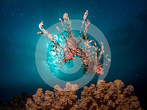 Two Lionfish in front of the sun