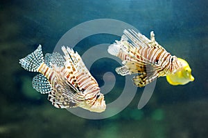 Two lionfish pterois volitans - dangerous poisonous fish