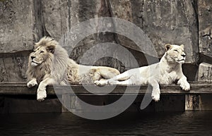 Two Lions