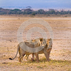 Two lions photo