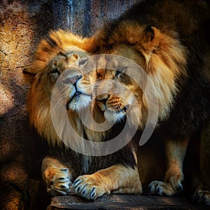 Two lions with beautiful manes in soft light