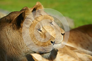 Two lions close together