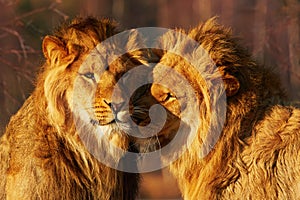 Two lions close together