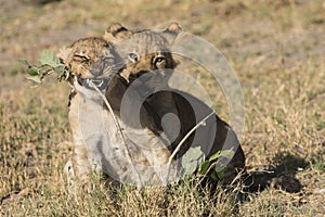 Two lions cubs playing.