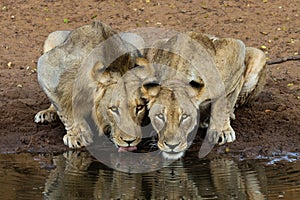 Two lions drinking water.