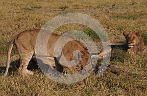 Two lions are eating their prey in the savannah in Africa.