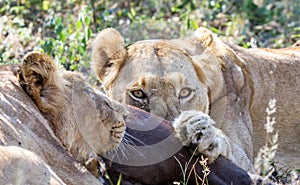 Two lions feeding on a kill