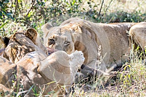 Two lions feeding on a kill