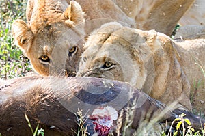 Two lions feeding on a kill