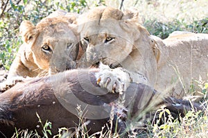 Two lions feeding on a kill