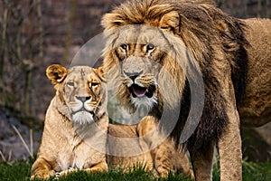 two lions are in the grass staring for prey from them