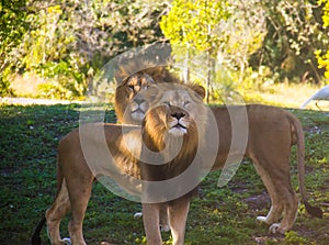 Two lions on the ground under the shade of tree