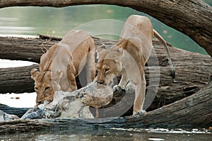 Two Lions on Hippo Kill