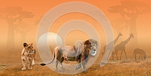 Two lions hunting in savanna in the morning sun, collage