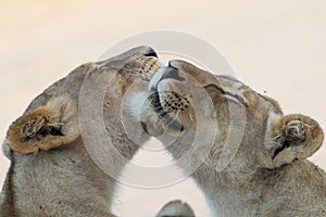 Two Lions licking and grooming