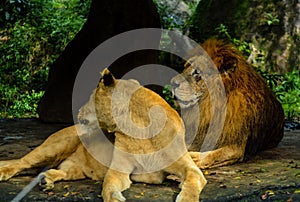 Two lions looks sideway while sitting photo