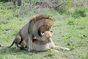 Two lions in love