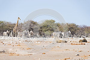 Two Lions lying down on the ground. Zebra and giraffe defocused walking undisturbed in the background. Wildlife safari in the Et