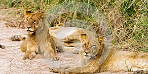 Two lions lying on the ground