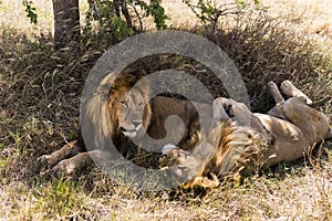 Two lions lying, Serengeti, Tanzania