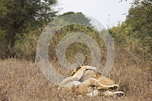 Two lions male and female caress and hug each other