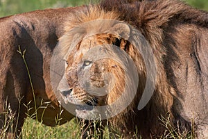 Two Lions (panthera leo) close-up