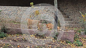 Two Lions Play In Aviary