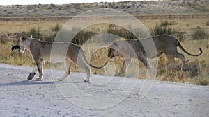 Two lions playing while crossing a road in Etosha, Namibia.