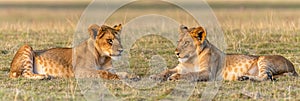 Two lions reclining in a grassy field