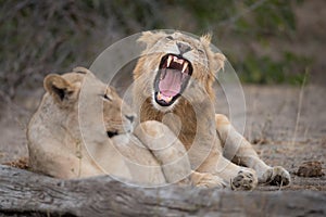 Two lions resting, one yawning.