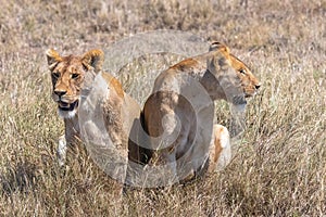 Two lions in the savannah