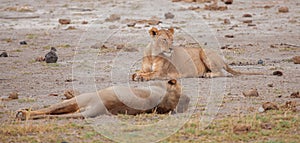 Two lions in the savannah of Kenya, safari