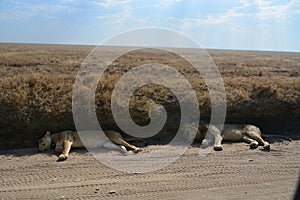 Two lions in the shade next to road on safari Tanzania