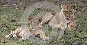 Two lions sitting in Botswana