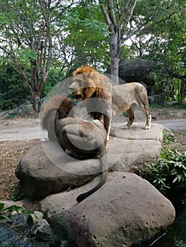 Two lions sitting and standing on stones