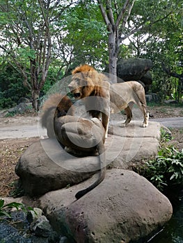 Two lions sitting and standing on stones photo