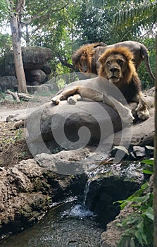 Two lions sitting under the small waterfall