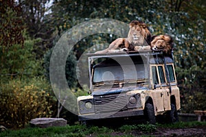 Two lions sleeping on the top of a jeep