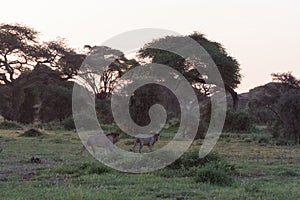 Two lions and two brothers go hunting. Amboseli, Kenya