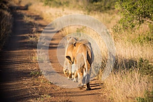 Two lions walking away on the dirt road